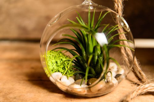 Hinterland Trading Christmas Ornament Air Plant Tillandsia Bromeliads Kit with Pebbles and Moss Great Little Houseplant