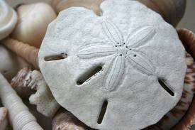 Hinterland Trading Sanddollar Real Arrowhead Sand Dollars Great for Wedding Favors or Placecards Crafting and Collecting Three 3″ Sandollars