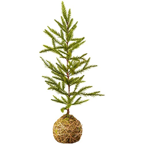 Sage & Co. XVC17490GR 24″ Nordic Pinetree and Root Ball